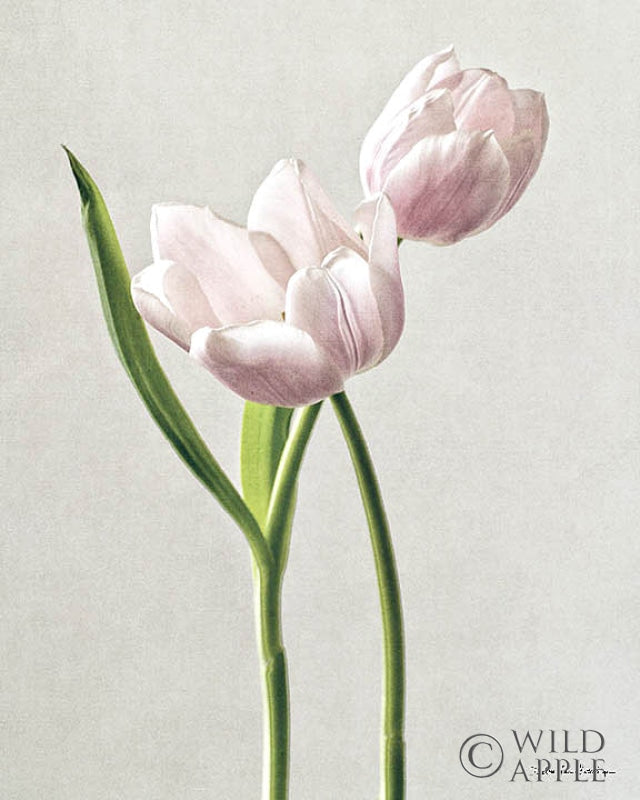 Reproduction of Light Tulips III Crop by Debra Van Swearingen - Wall Decor Art