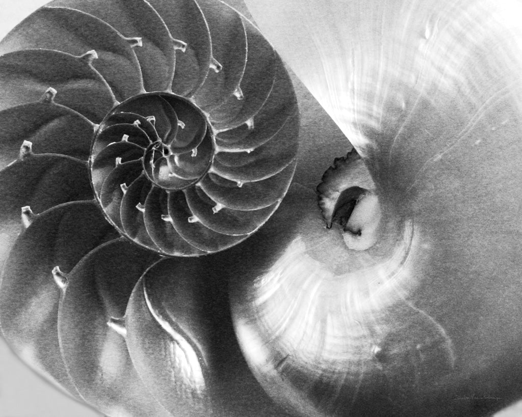Reproduction of Nautilus Yin Yang by Debra Van Swearingen - Wall Decor Art