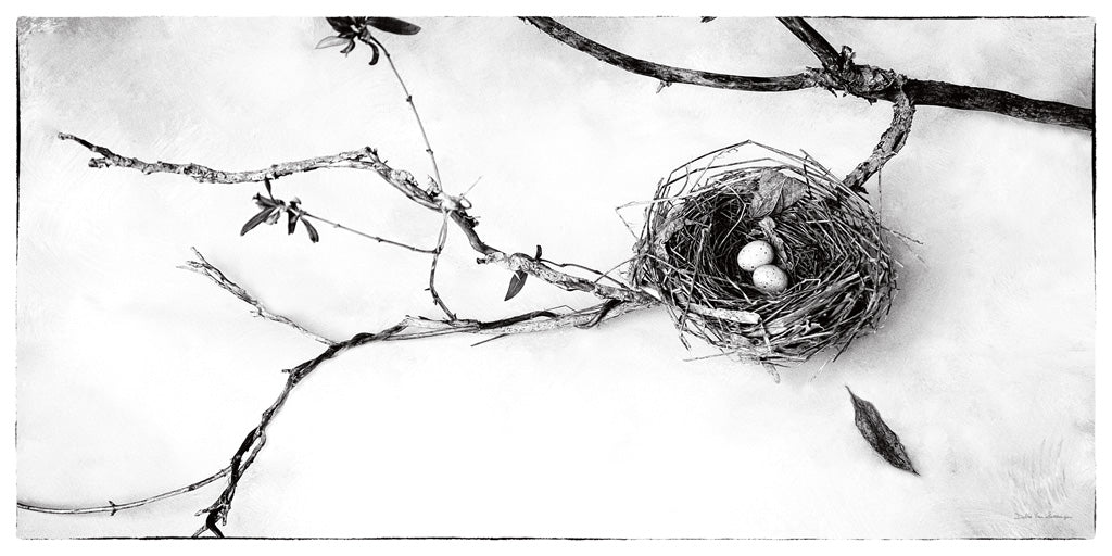 Reproduction of Nest and Branch II by Debra Van Swearingen - Wall Decor Art
