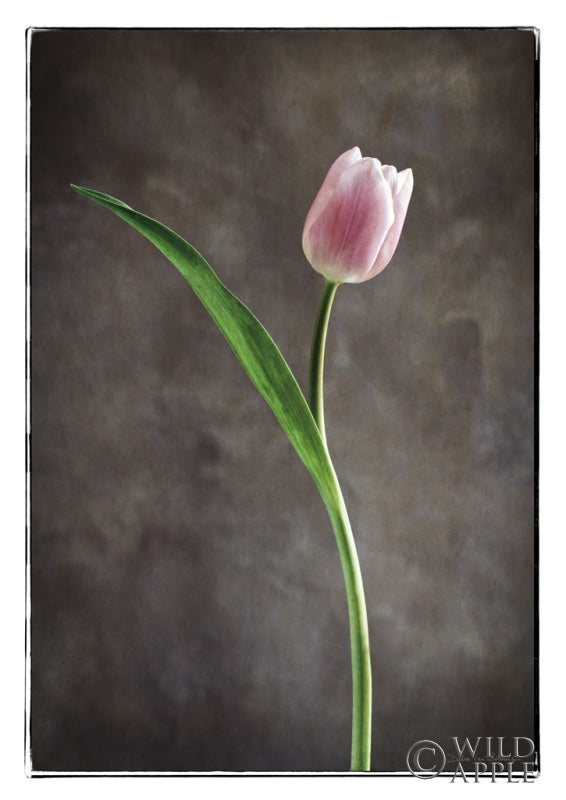 Reproduction of Spring Tulips II by Debra Van Swearingen - Wall Decor Art