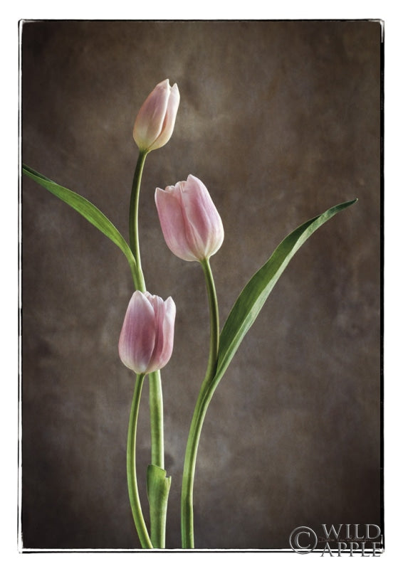 Reproduction of Spring Tulips VIII by Debra Van Swearingen - Wall Decor Art