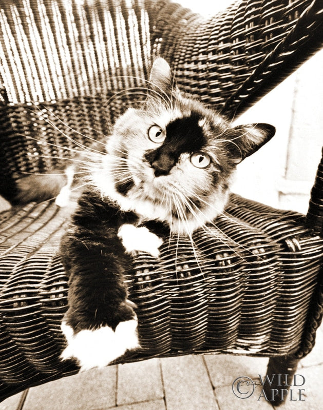 Reproduction of Kitty IV by Jim Dratfield - Wall Decor Art