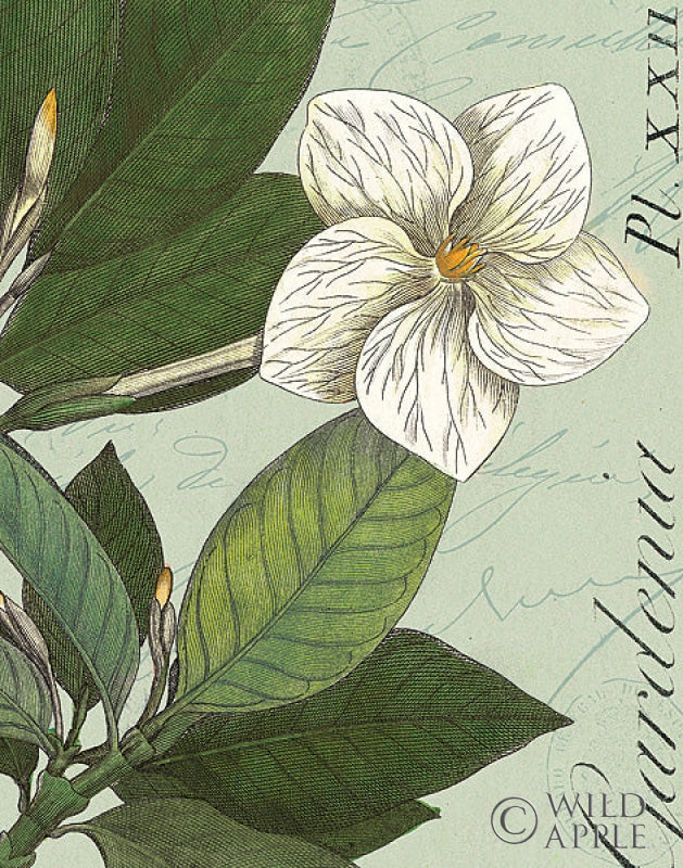 Reproduction of Botanique Bleur III by Wild Apple Portfolio - Wall Decor Art