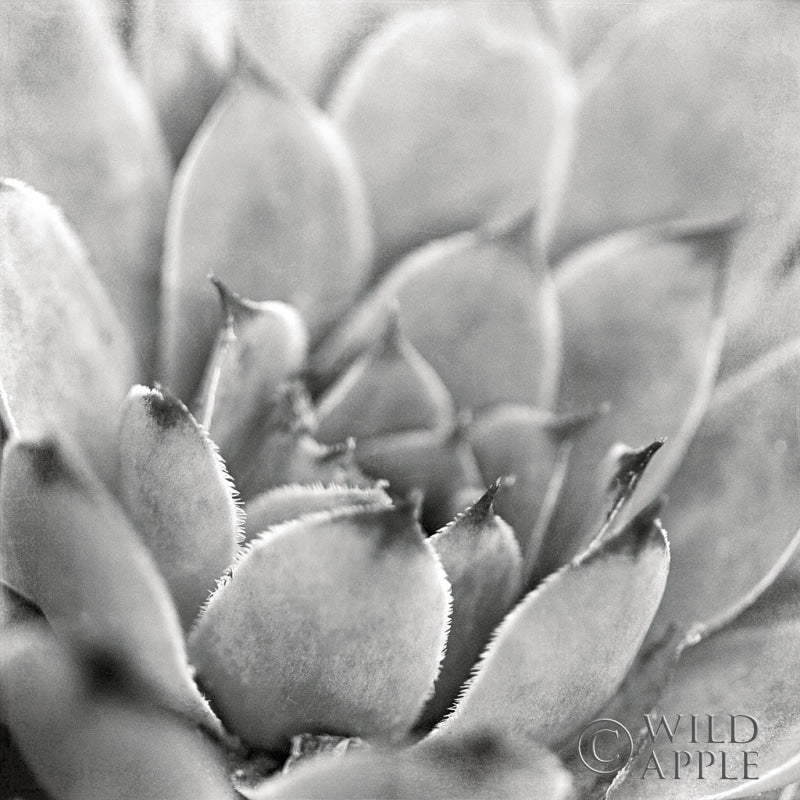 Reproduction of Garden Succulent I by Laura Marshall - Wall Decor Art