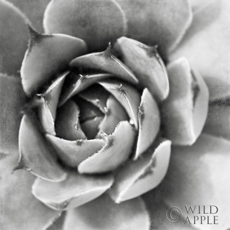 Reproduction of Garden Succulent II by Laura Marshall - Wall Decor Art