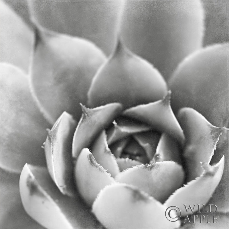 Reproduction of Garden Succulent III by Laura Marshall - Wall Decor Art