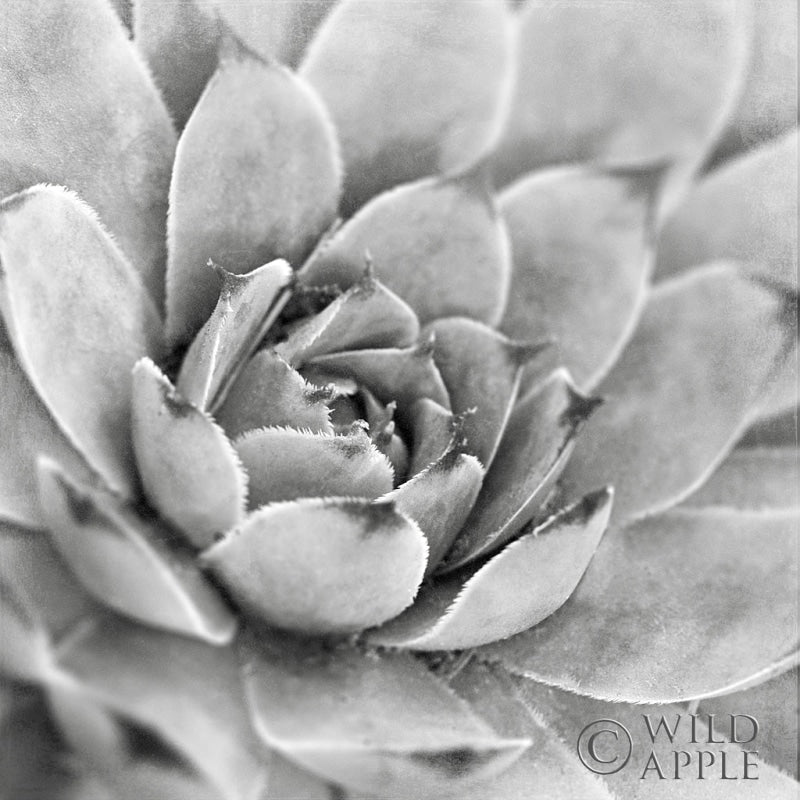 Reproduction of Garden Succulent IV by Laura Marshall - Wall Decor Art
