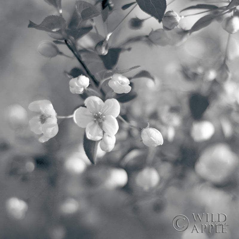 Reproduction of Blush Blossoms I Square BW by Sue Schlabach - Wall Decor Art