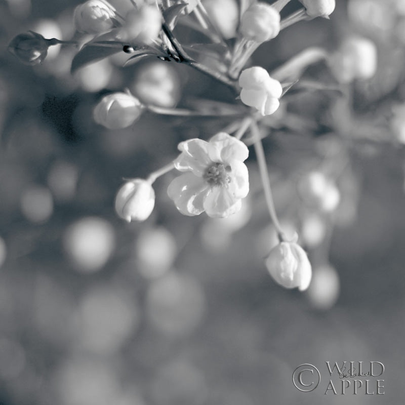Reproduction of Blush Blossoms II Square BW by Sue Schlabach - Wall Decor Art
