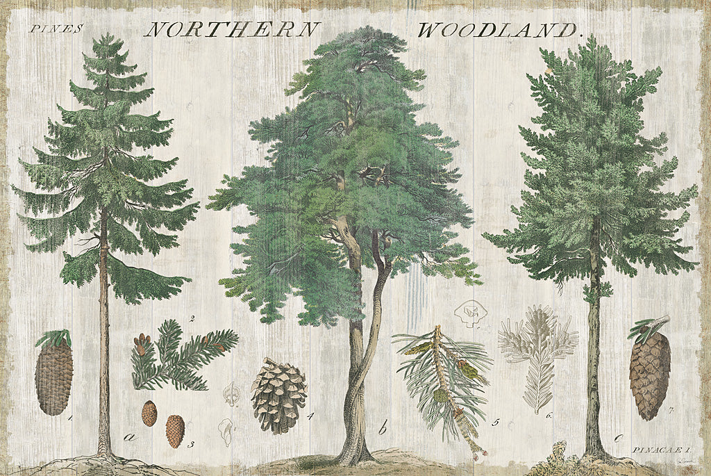 Reproduction of Woodland Chart I by Sue Schlabach - Wall Decor Art