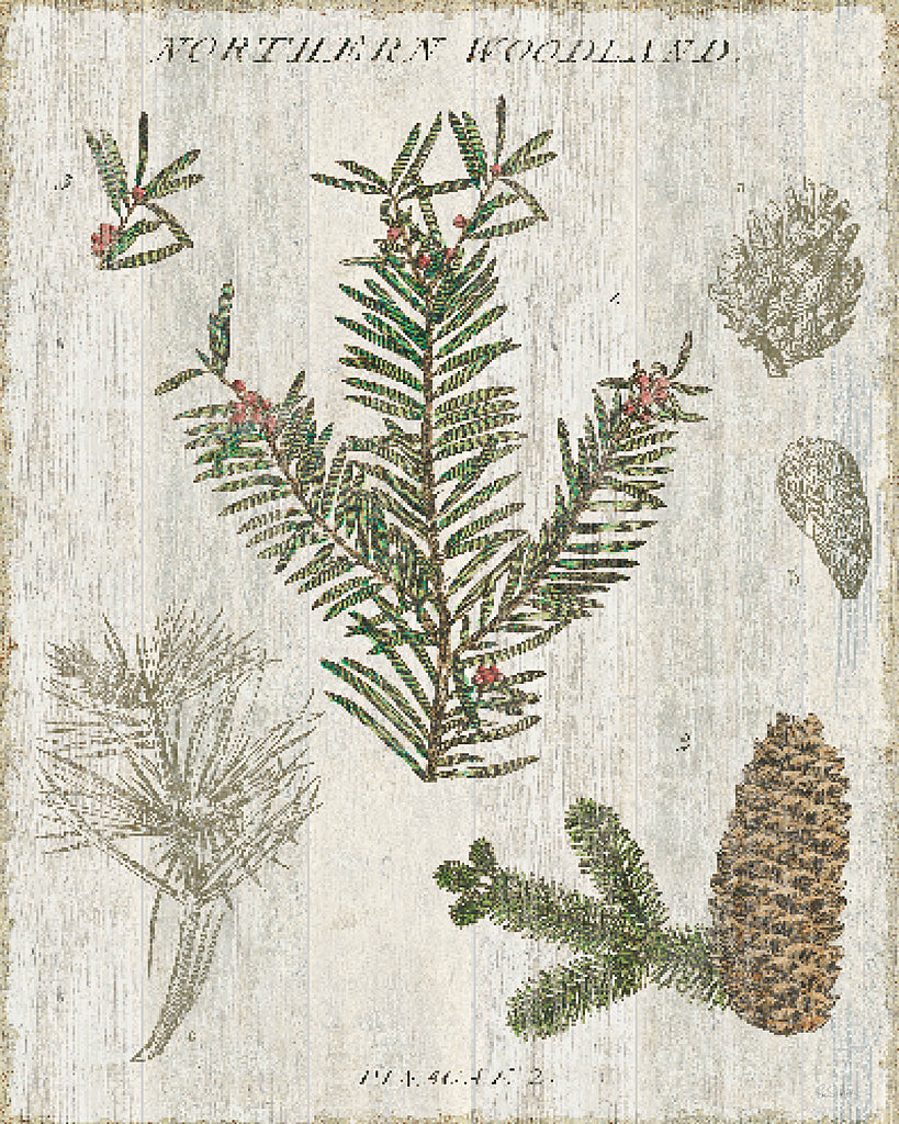 Reproduction of Woodland Chart II by Sue Schlabach - Wall Decor Art