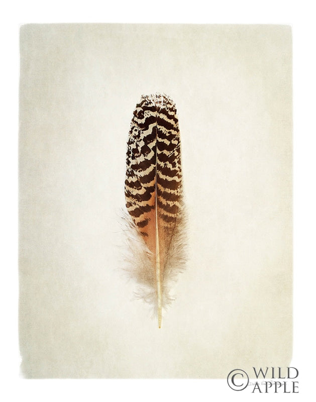 Reproduction of Feather I by Debra Van Swearingen - Wall Decor Art