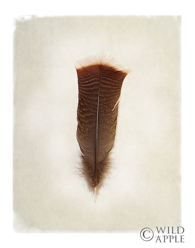Reproduction of Feather III by Debra Van Swearingen - Wall Decor Art
