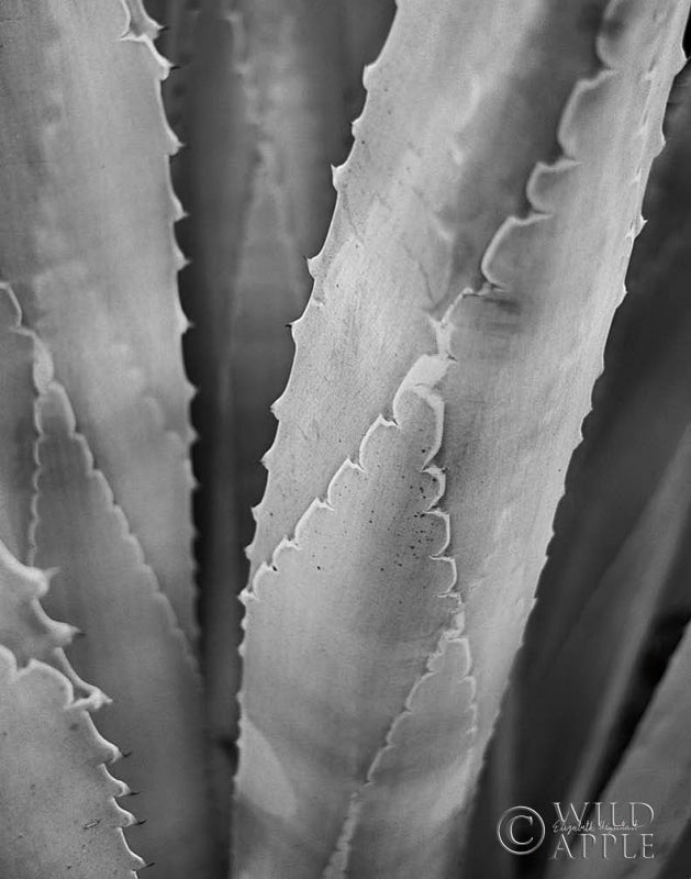 Reproduction of Abstract Agava I by Elizabeth Urquhart - Wall Decor Art