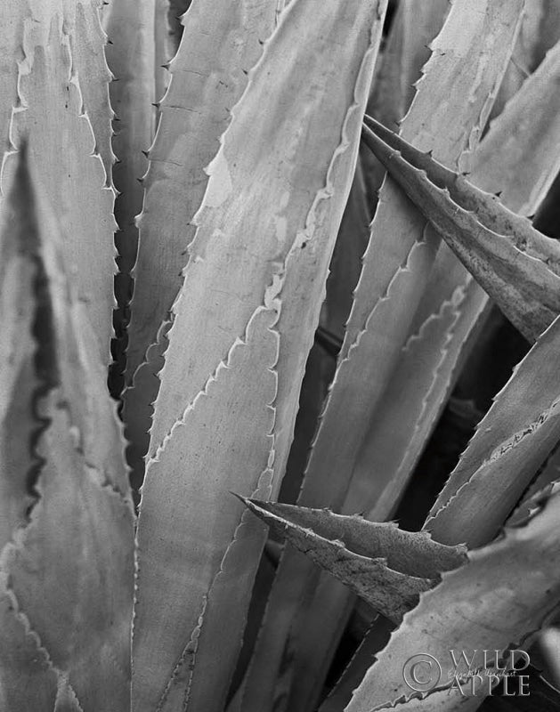 Reproduction of Abstract Agava II by Elizabeth Urquhart - Wall Decor Art