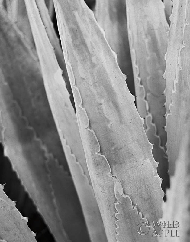 Reproduction of Abstract Agava IV by Elizabeth Urquhart - Wall Decor Art