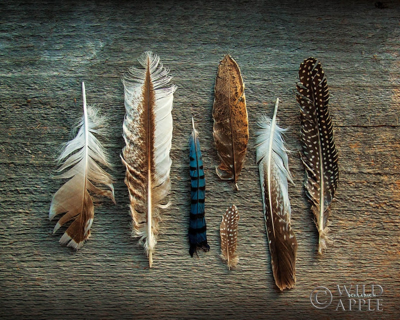 Reproduction of Feather Collection I by Sue Schlabach - Wall Decor Art