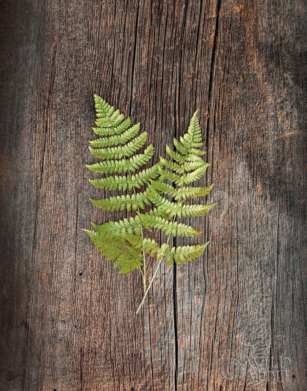 Reproduction of Woodland Fern II by Sue Schlabach - Wall Decor Art