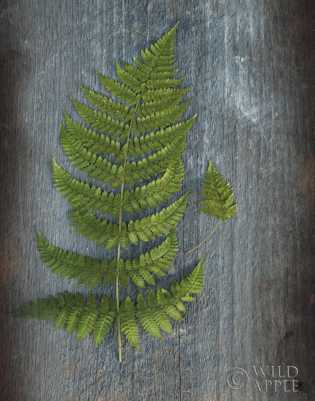 Reproduction of Woodland Fern V by Sue Schlabach - Wall Decor Art
