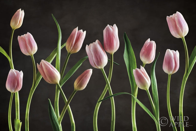 Reproduction of Spring Tulips IX by Debra Van Swearingen - Wall Decor Art
