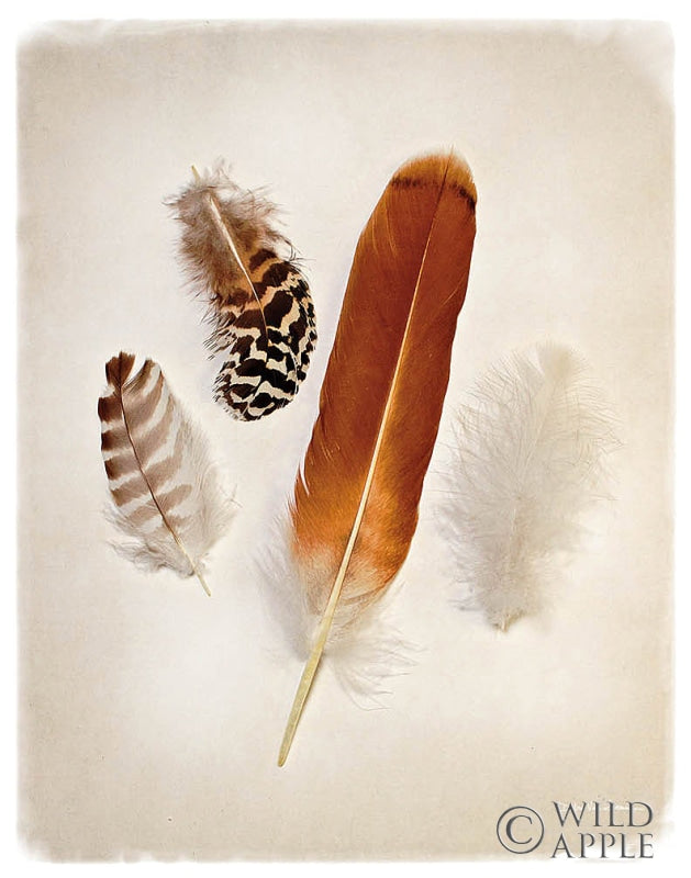 Reproduction of Feather Group I by Debra Van Swearingen - Wall Decor Art