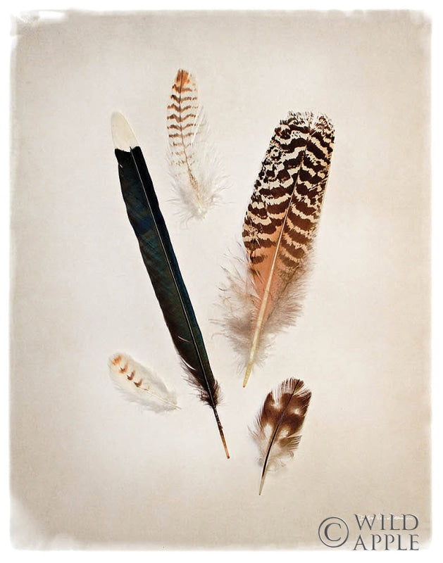 Reproduction of Feather Group II by Debra Van Swearingen - Wall Decor Art