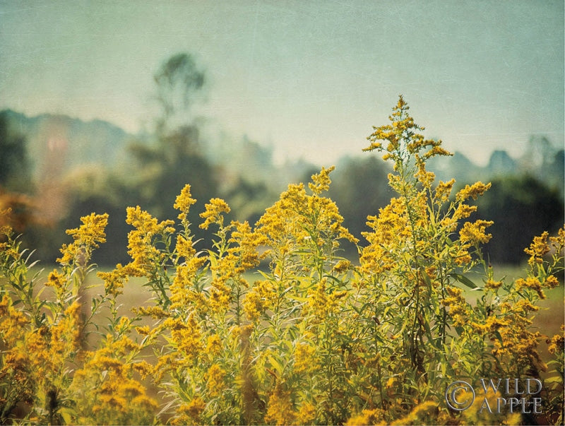 Reproduction of Blissful Country IV by Elizabeth Urquhart - Wall Decor Art