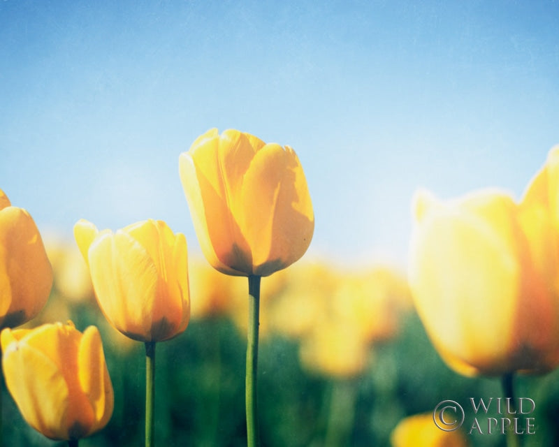 Reproduction of Sunny Blooms III by Elizabeth Urquhart - Wall Decor Art