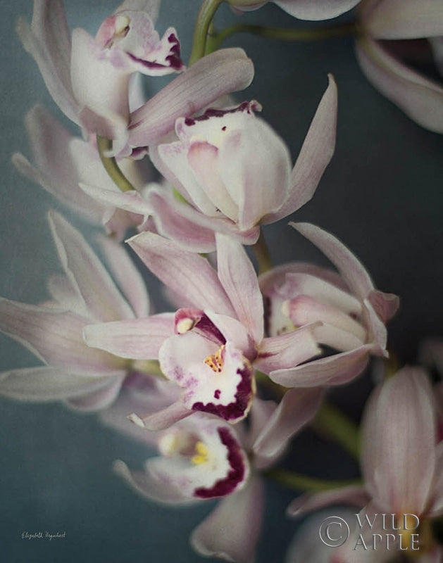 Reproduction of Dark Orchid I by Elizabeth Urquhart - Wall Decor Art