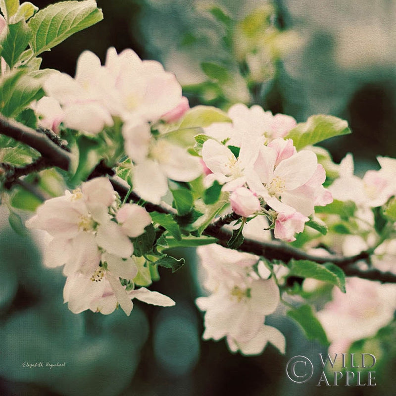 Reproduction of Apple Blossoms I Crop by Elizabeth Urquhart - Wall Decor Art