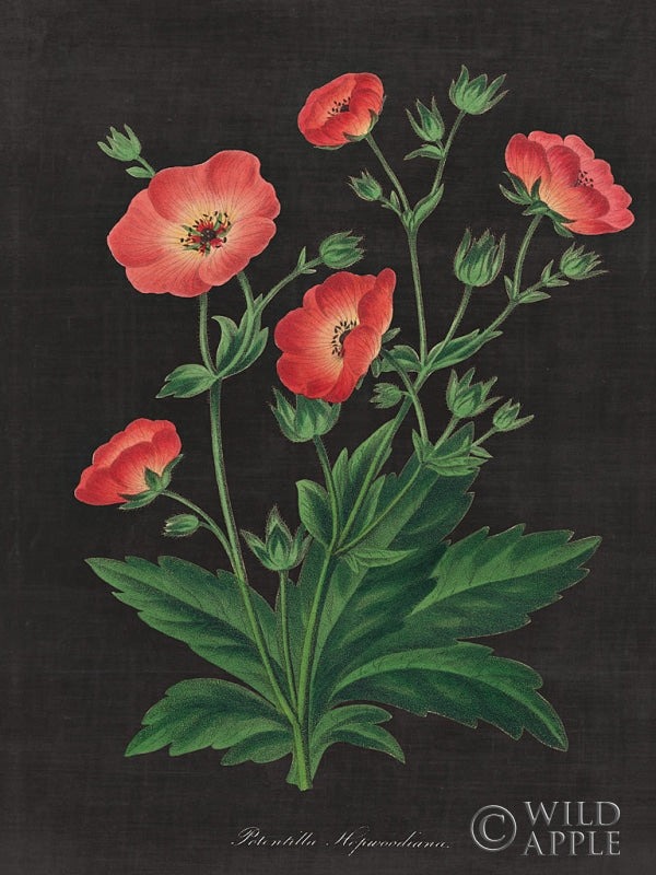 Reproduction of Botanical on Black Chart XII by Wild Apple Portfolio - Wall Decor Art