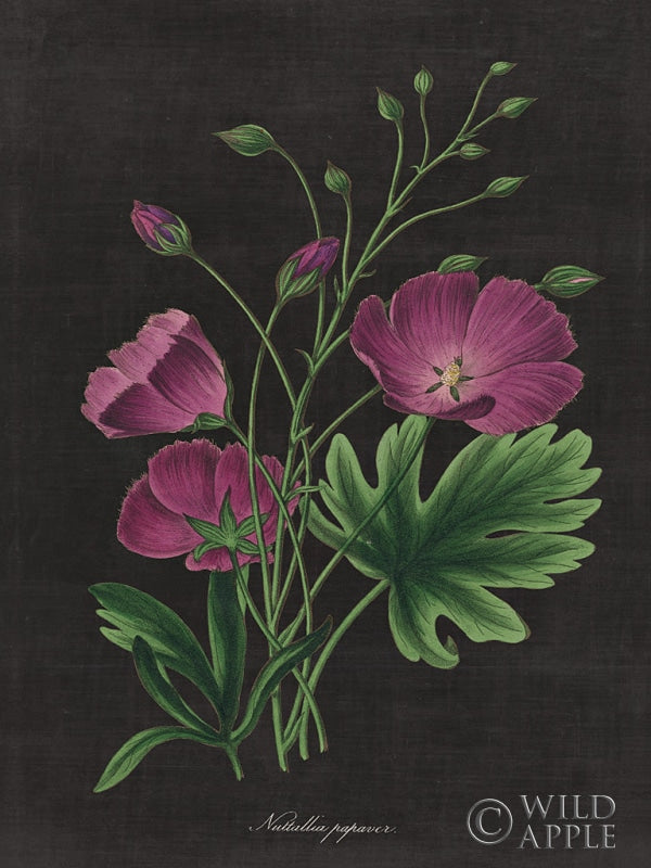 Reproduction of Botanical on Black Chart XIII by Wild Apple Portfolio - Wall Decor Art