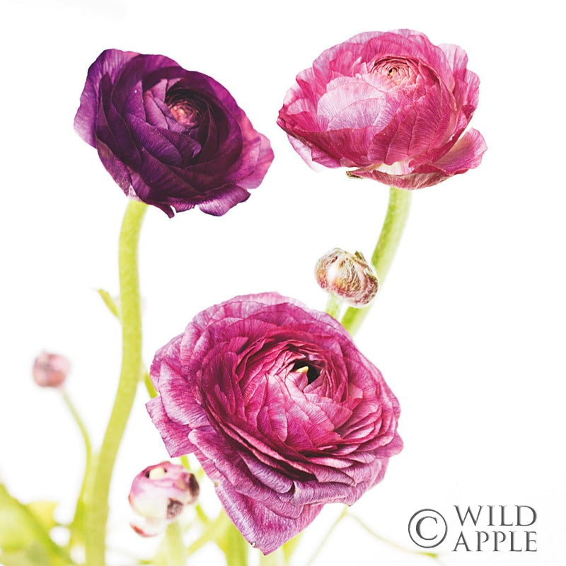 Reproduction of Spring Ranunculus I by Laura Marshall - Wall Decor Art