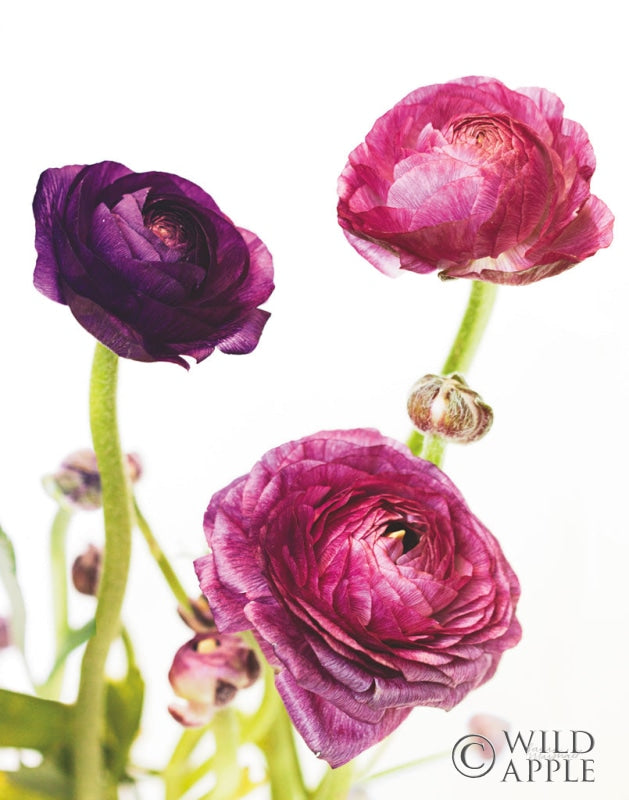Reproduction of Spring Ranunculus V by Laura Marshall - Wall Decor Art