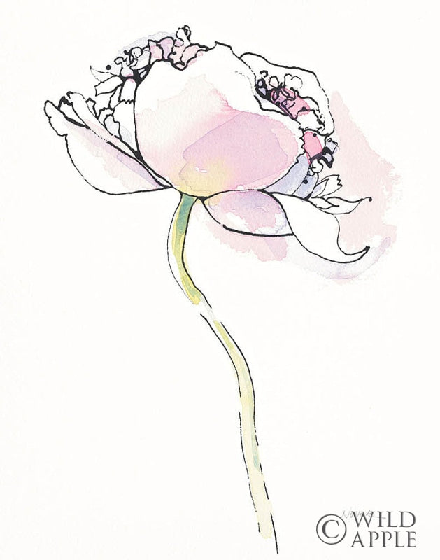 Reproduction of Single Pink Somniferums I on White by Shirley Novak - Wall Decor Art