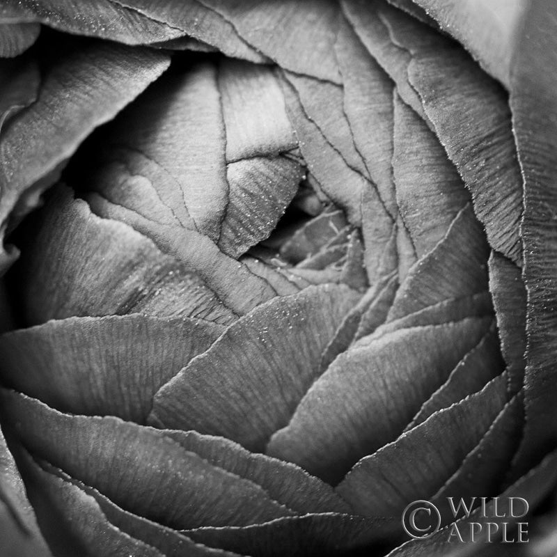 Reproduction of Ranunculus Abstract III BW by Laura Marshall - Wall Decor Art