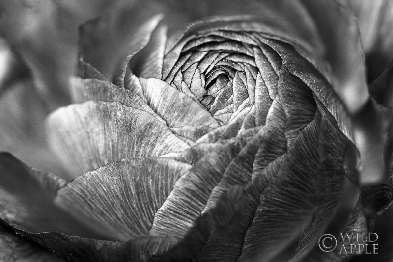 Reproduction of Ranunculus Abstract V BW by Laura Marshall - Wall Decor Art