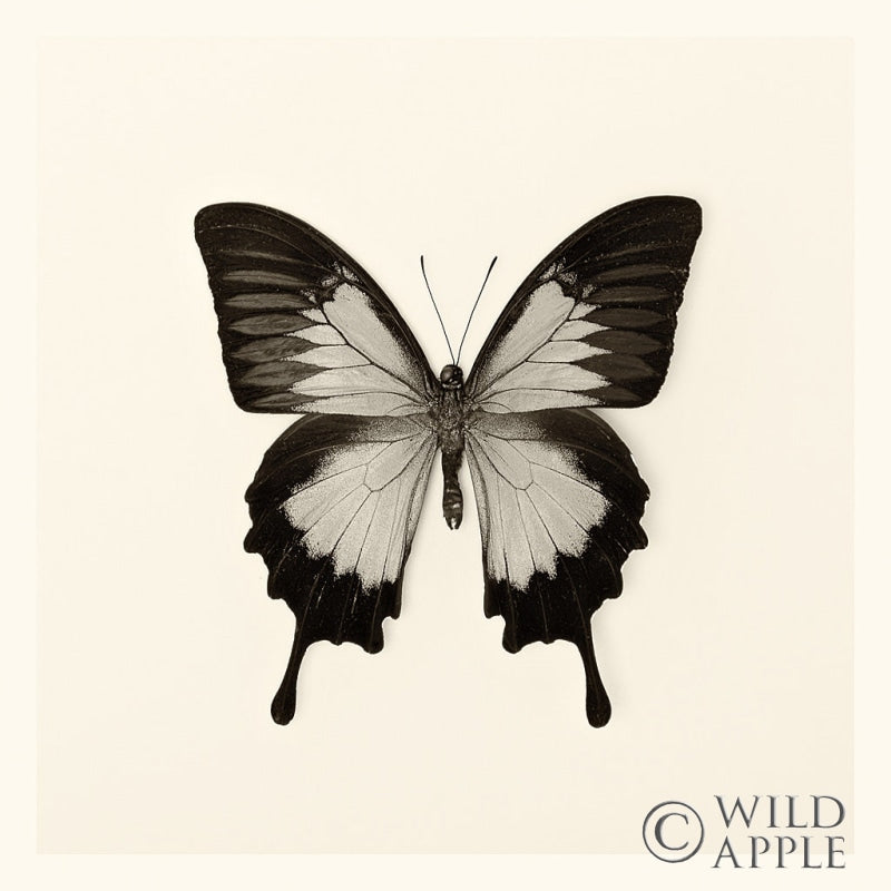 Reproduction of Butterfly III BW by Debra Van Swearingen - Wall Decor Art