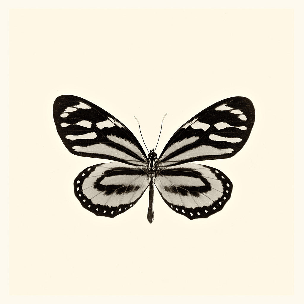 Reproduction of Butterfly VIII BW by Debra Van Swearingen - Wall Decor Art