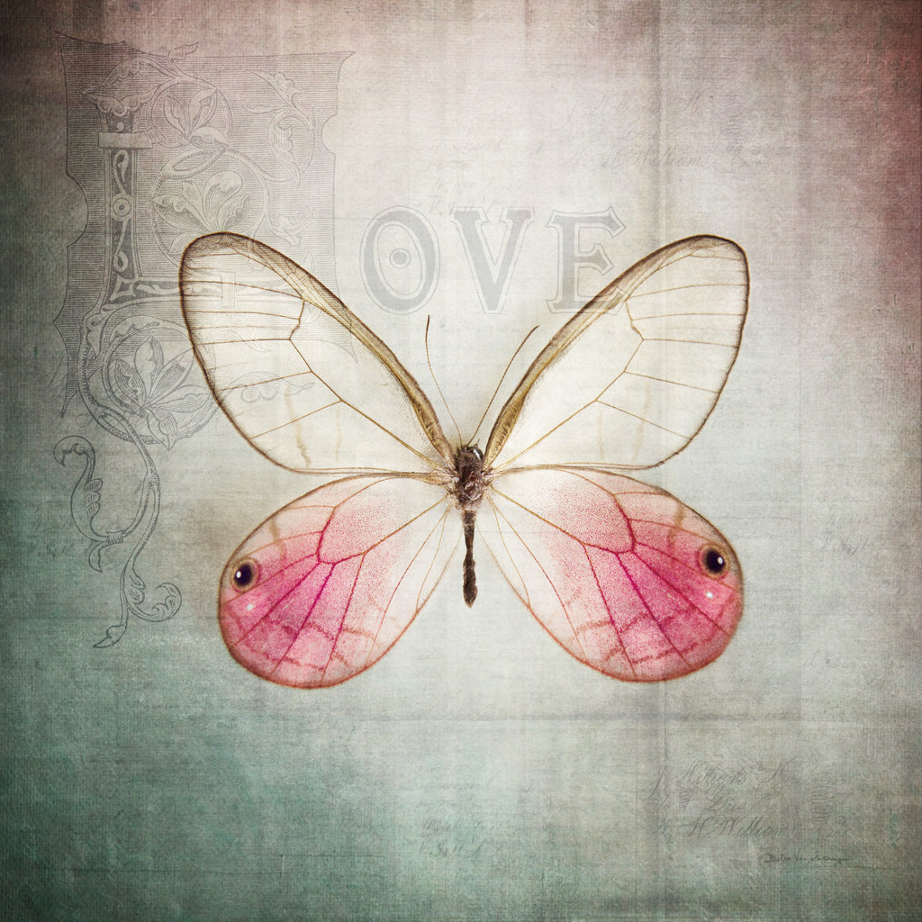 Reproduction of French Butterfly I by Debra Van Swearingen - Wall Decor Art