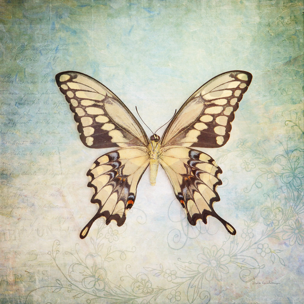 Reproduction of French Butterfly VI by Debra Van Swearingen - Wall Decor Art