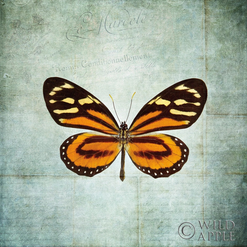 Reproduction of French Butterfly VIII by Debra Van Swearingen - Wall Decor Art