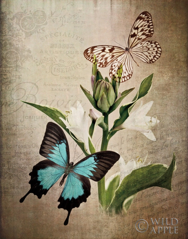 Reproduction of Butterfly Botanical II by Debra Van Swearingen - Wall Decor Art