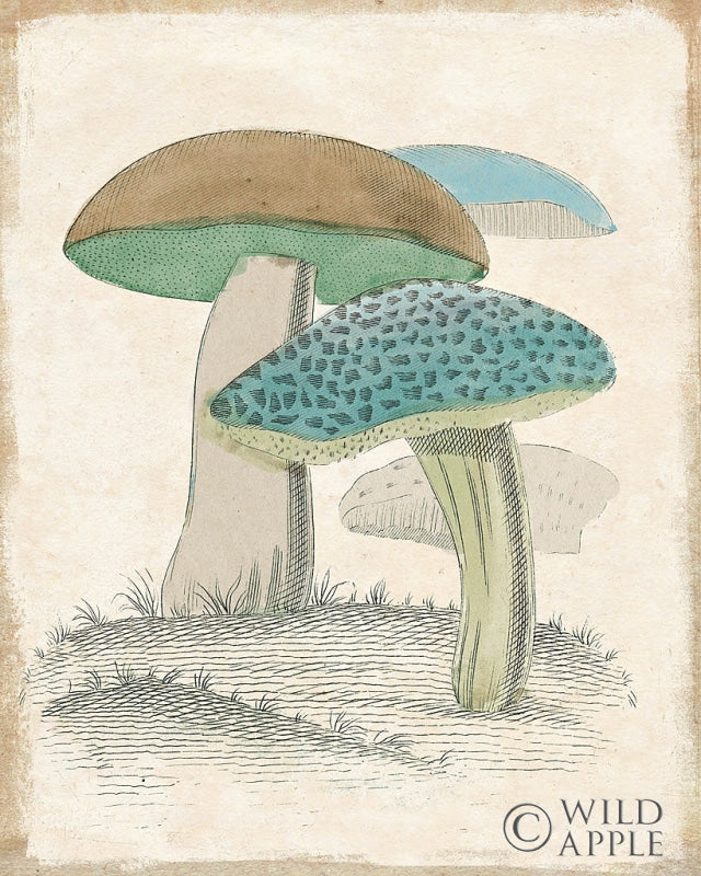 Reproduction of Funghi Italiani Mushrooms by Wild Apple Portfolio - Wall Decor Art