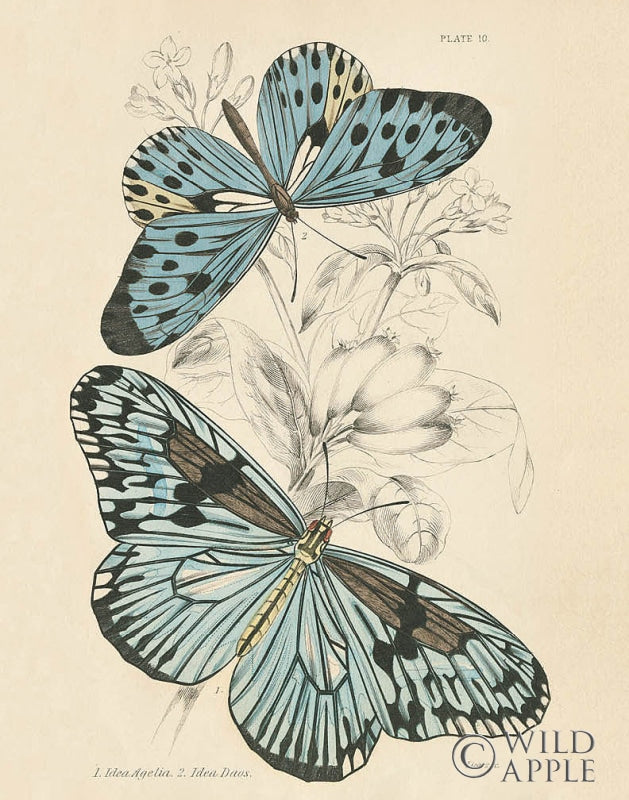 Reproduction of Assortment Butterflies II by Wild Apple Portfolio - Wall Decor Art