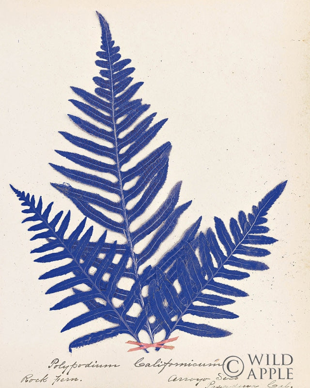 Reproduction of Botanical Fern XI Blue by Wild Apple Portfolio - Wall Decor Art