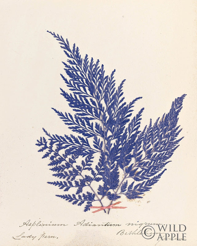 Reproduction of Botanical Fern XVIII Blue by Wild Apple Portfolio - Wall Decor Art