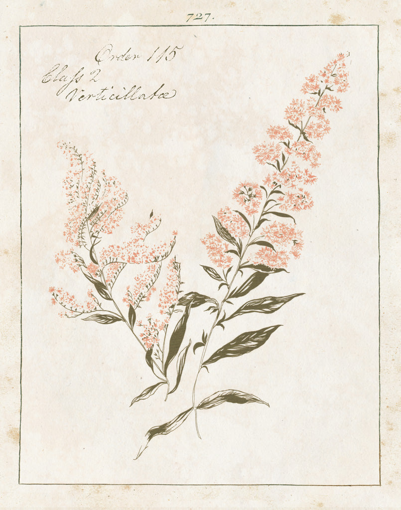 Reproduction of Flowers on White I with Words by Wild Apple Portfolio - Wall Decor Art