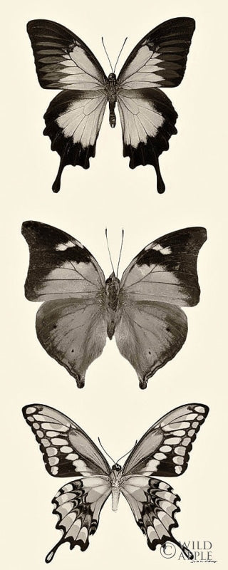 Reproduction of Butterfly BW Panel I by Debra Van Swearingen - Wall Decor Art