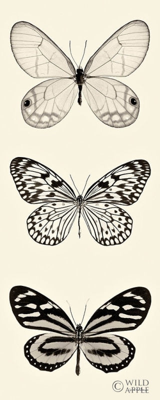 Reproduction of Butterfly BW Panel II by Debra Van Swearingen - Wall Decor Art